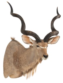 Kudu Shoulder Mount