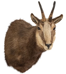 Chamois Shoulder Mount