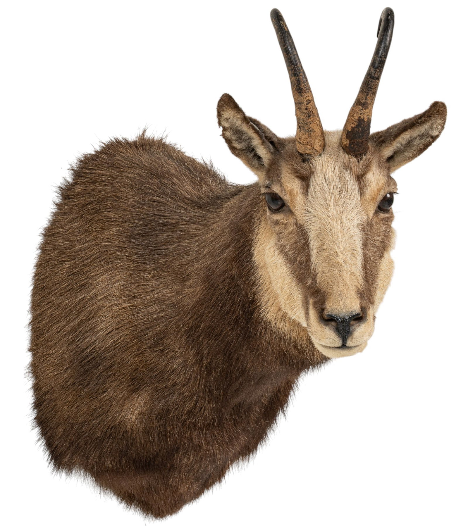 Chamois Shoulder Mount (1 of 7)