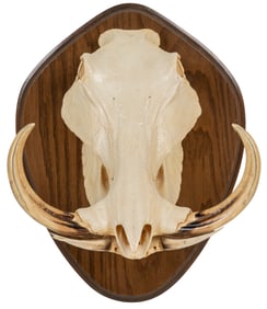 Warthog Skull
