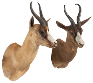 (2) Springbok Shoulder Mounts