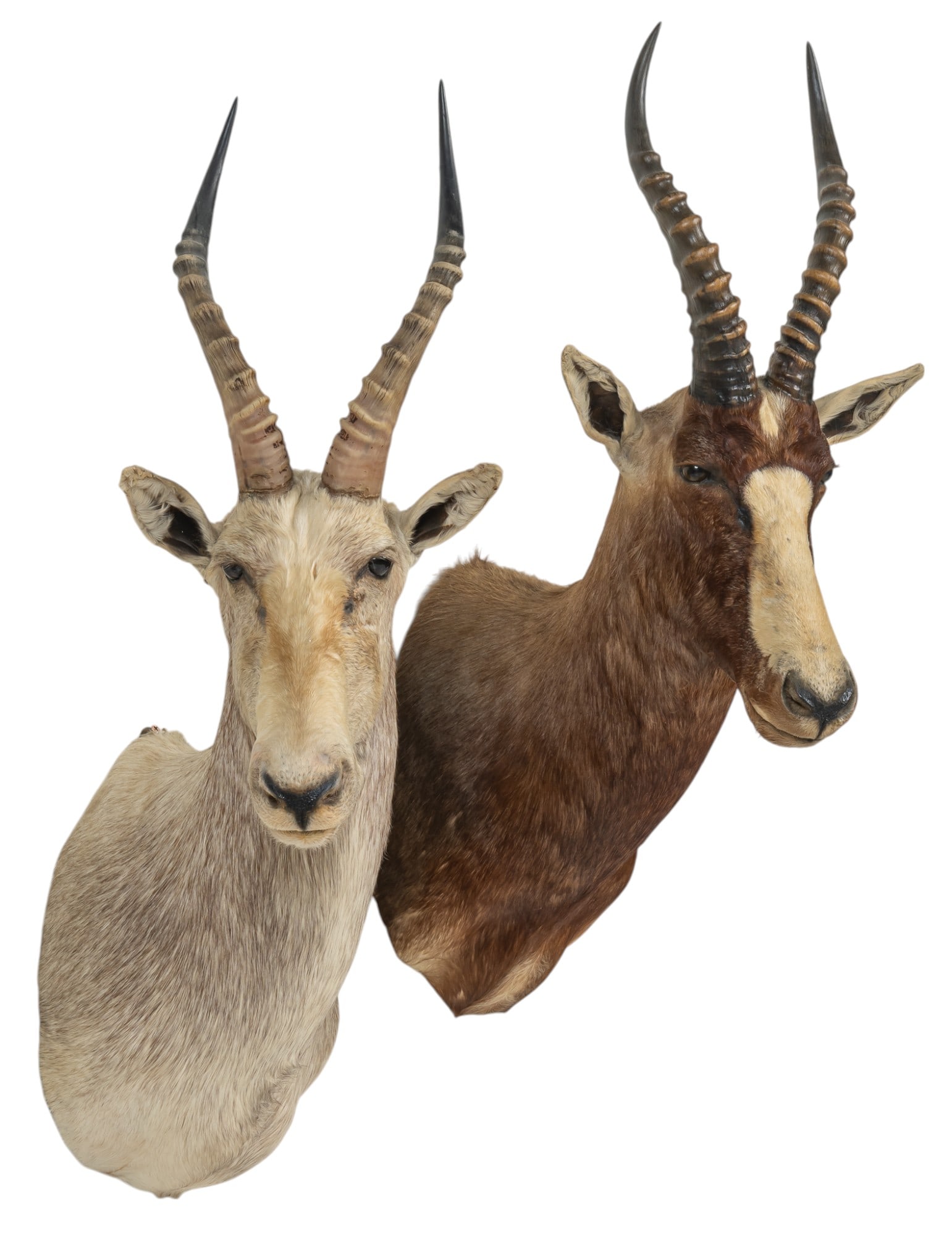 Pair of Blesbox Shoulder Mounts (1 of 7)