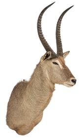 Waterbuck Shoulder Mount