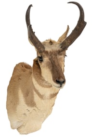 Pronghorn Shoulder Mount