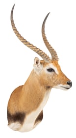Lechwe Antelope Shoulder Mount