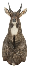 Nilgai Shoulder Mount