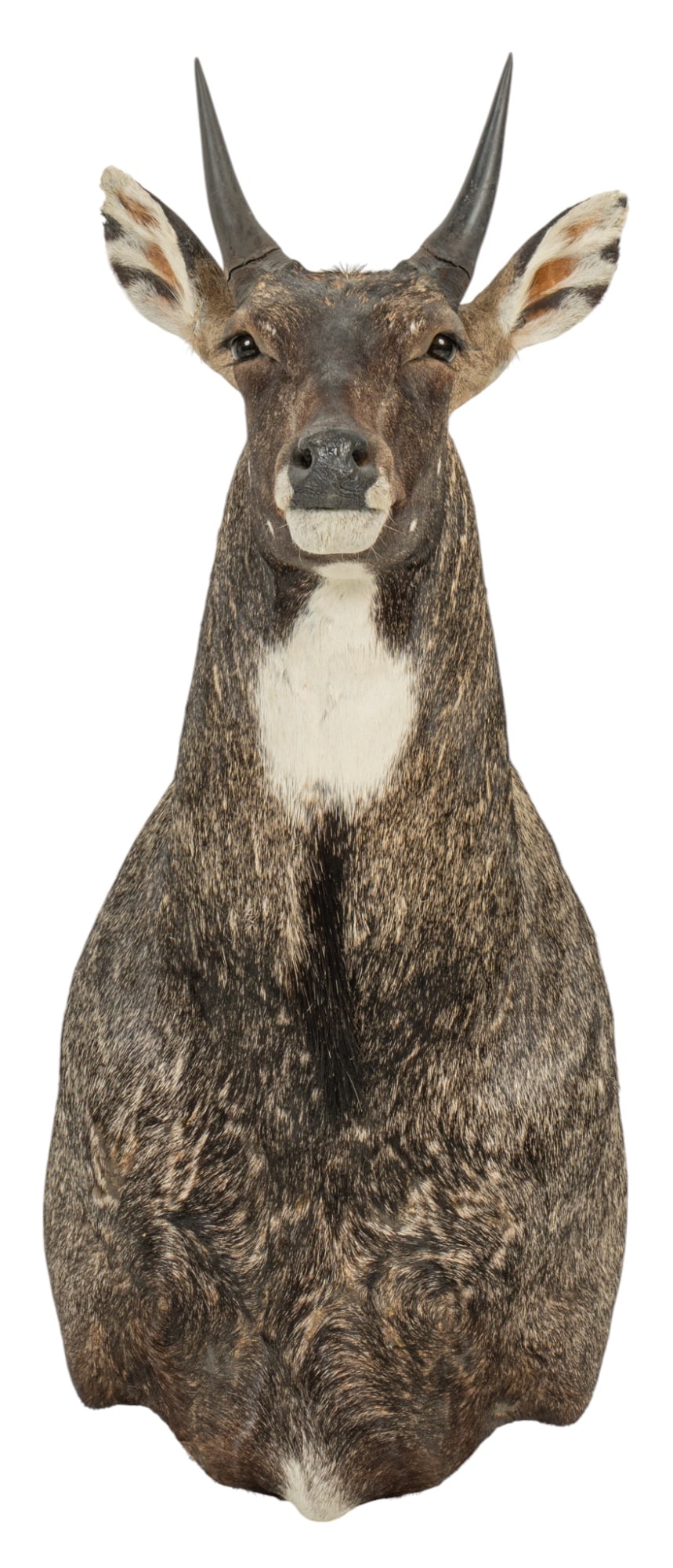 Nilgai Shoulder Mount (1 of 6)