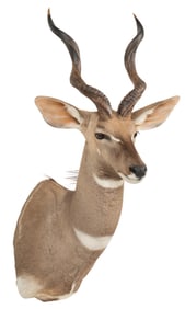 Lesser Kudu Shoulder Mount