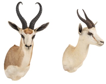 (2) Springbok Shoulder Mounts