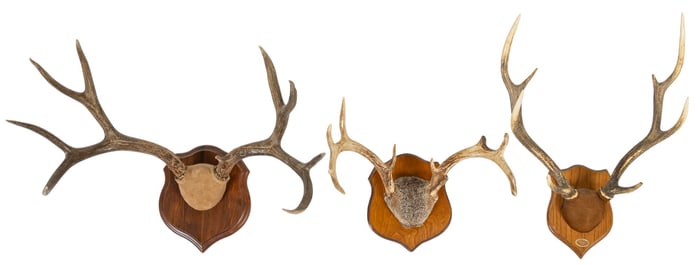 (3) Deer Antler Mounts