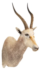 African White Blesbok Shoulder Mount