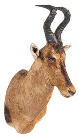 Red Hartebeest Shoulder Mount