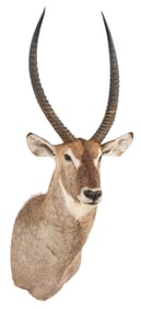 Waterbuck Shoulder Mount