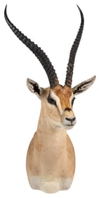Grant's Gazelle Shoulder Mount