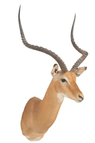 Impala Shoulder Mount