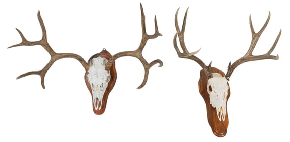 Pair of Mule Deer Skull and Antler Mounts