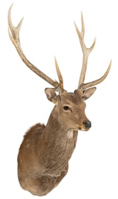 Sika Deer Shoulder Mount