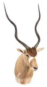 Addax Shoulder Mount
