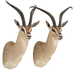 (2) Grant's Gazelle Shoulder Mounts