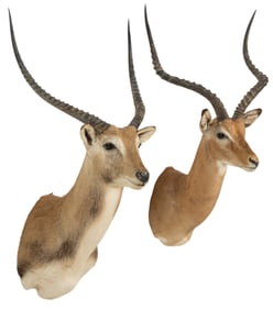 (2) Impala Shoulder Mounts