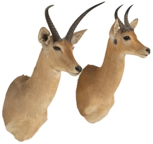 (1) Reedbuck and (1) Common Eland Shoulder Mount