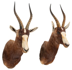 Pair of Blesbok Shoulder Mounts