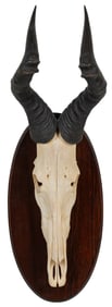 Pair of Red Hartebeest Horns