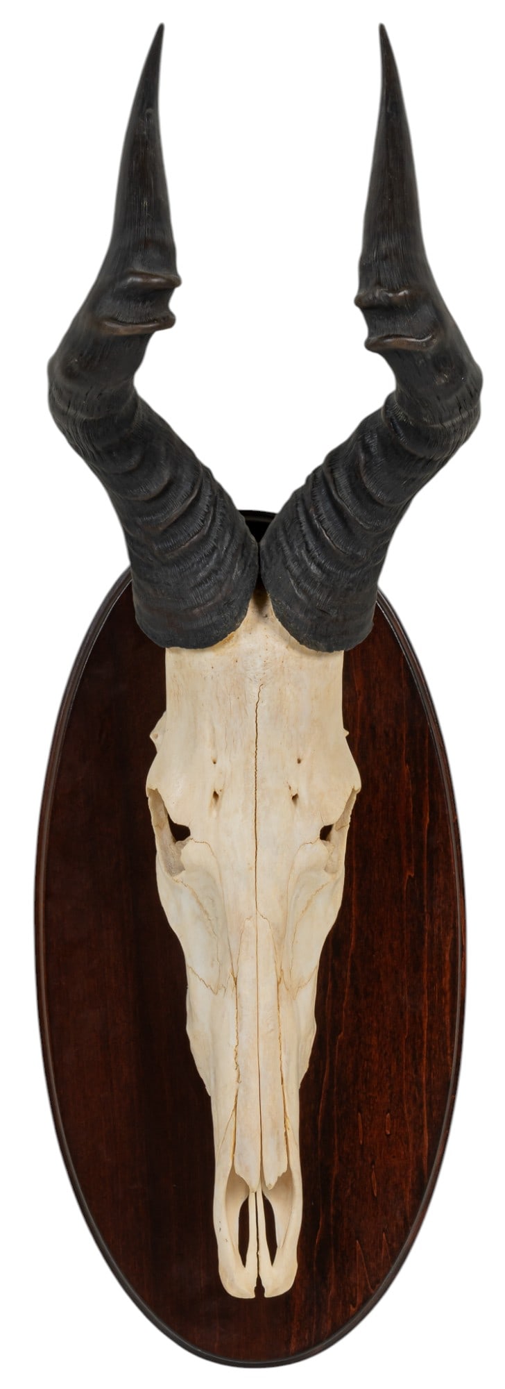 Pair of Red Hartebeest Horns (1 of 6)