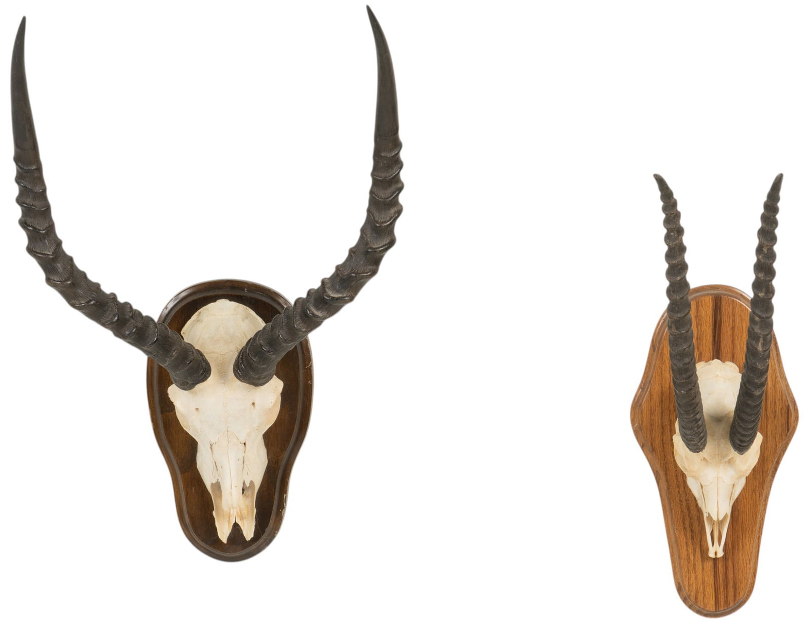 Pair of Gazelle Skull and Horns: Pair of gazelle skull and horns height 20 in. x width 14.5 in. x depth 13 in. / largest Provenance: Property from the Estate of Spencer and Virginia Scott, from th