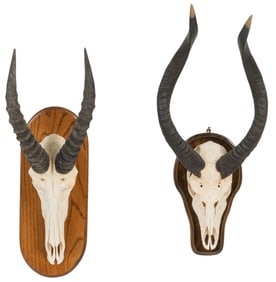 Pair of Horn Mounts