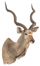 Greater Kudu Shoulder Mount
