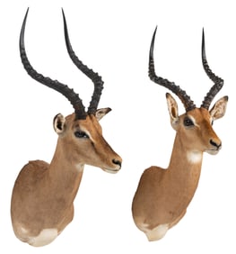 (2) Impala Shoulder Mounts