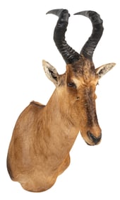 Red Hartebeest Shoulder Mount
