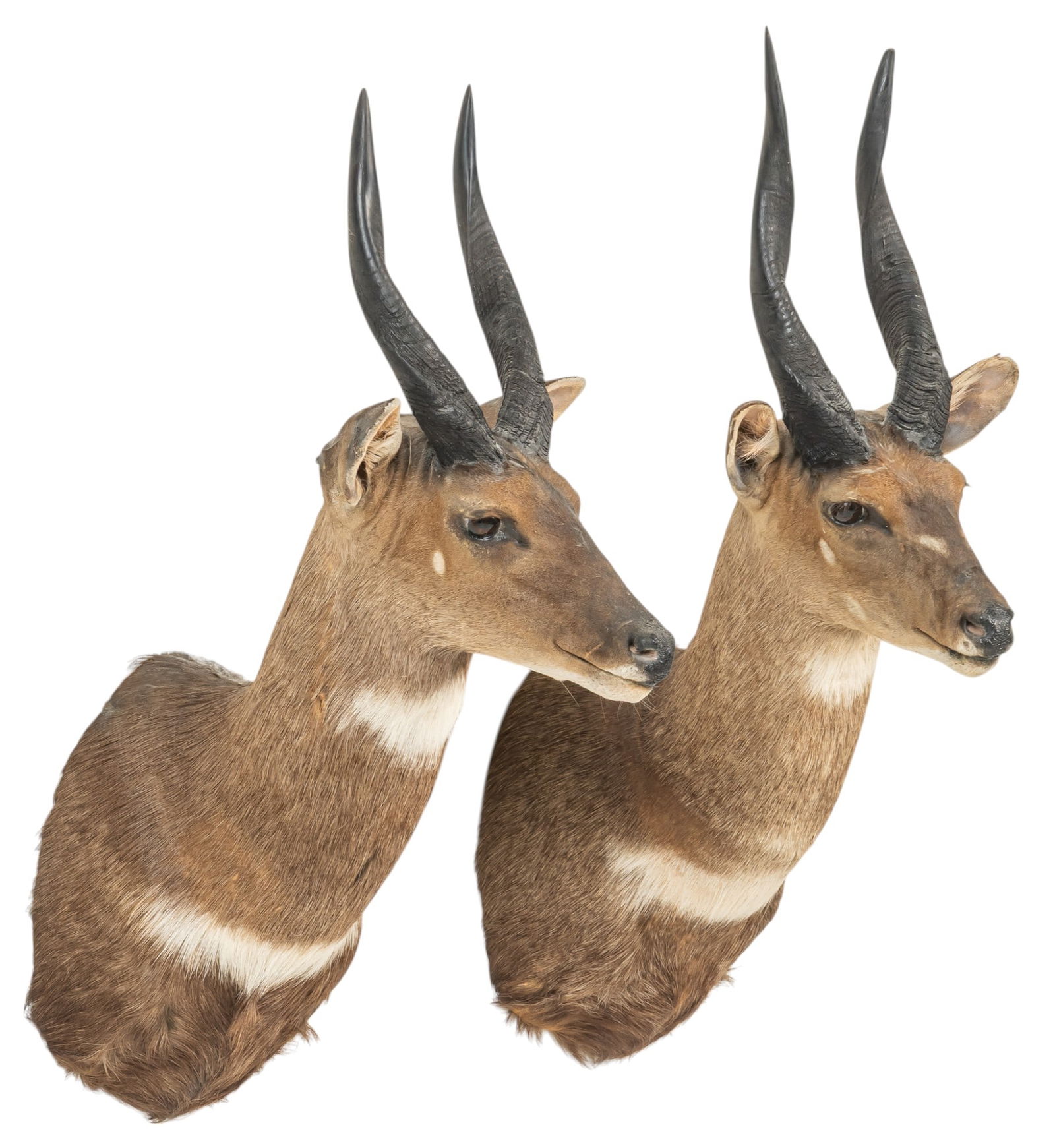Pair of Cape Bushbuck Shoulder Mounts (1 of 8)