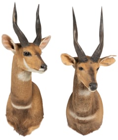 (2) Bushbuck Shoulder Mounts