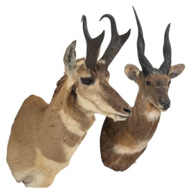 (1) Pronghorn and (1) Cape Bushbuck Shoulder Mounts