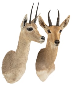 (1) Grey Rhebok and (1) Mountain Reedbuck Shoulder Mounts