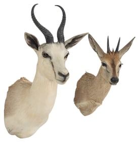(1) Springbok and (1)  Duiker Shoulder Mount 