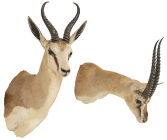 (1) Speke's Gazelle and (1) Thomson'sGazelle Shoulder Mount