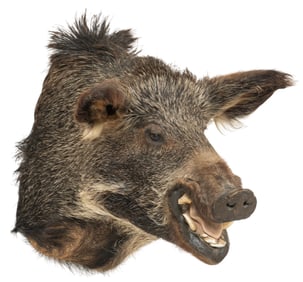 Wild Boar Shoulder Mount