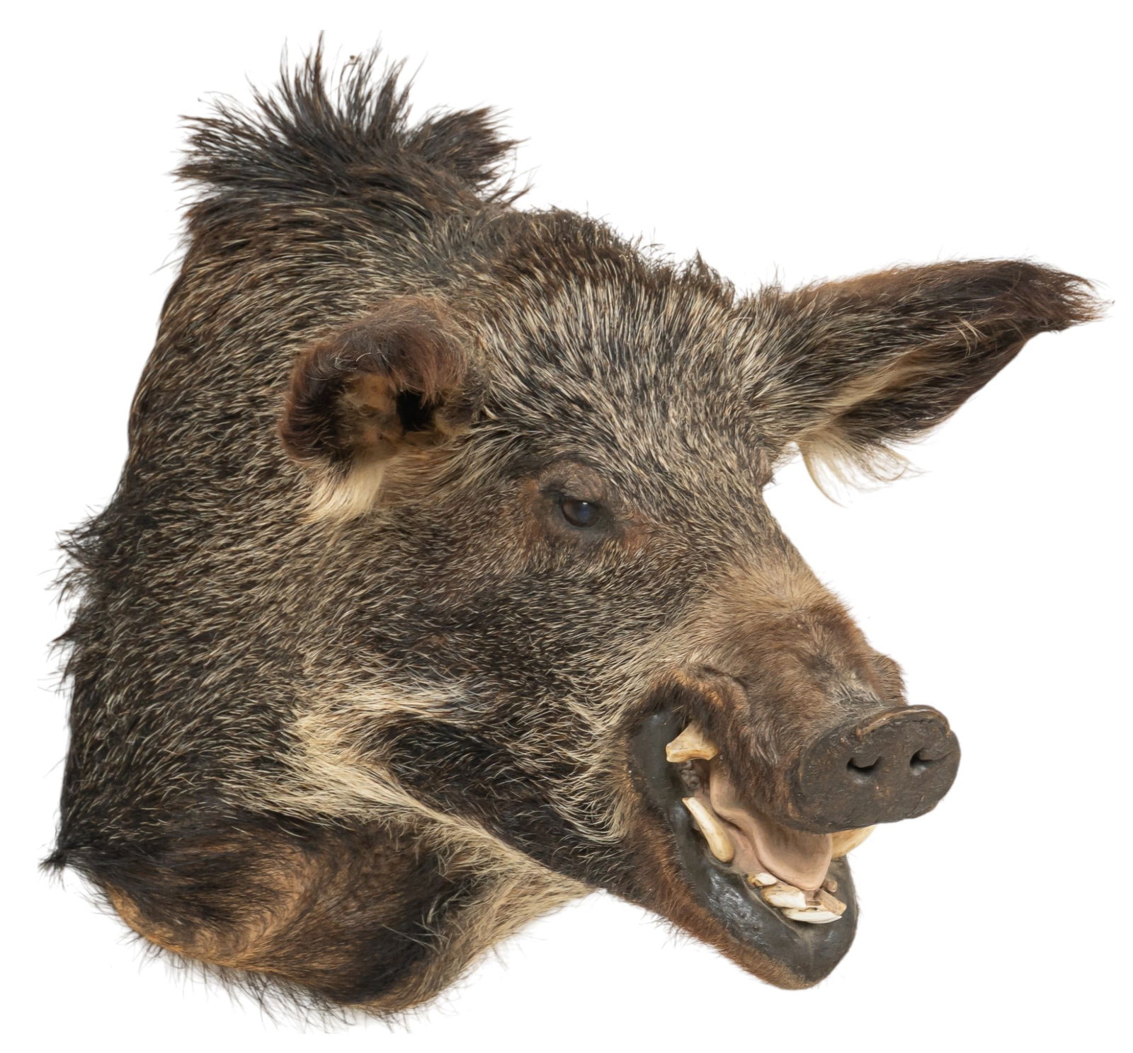 Wild Boar Shoulder Mount (1 of 7)