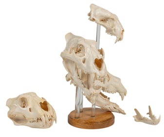 Collection of Animal Skulls