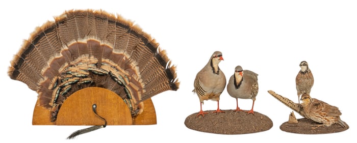Taxidermy Turkey Tail Fan and Partridge Displays