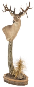 Atypical Whitetail Deer Shoulder Mount on Stand