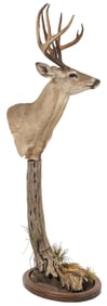 Whitetail Deer Shoulder Mount on Stand