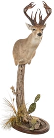 Whitetail Deer Shoulder Mount on Stand