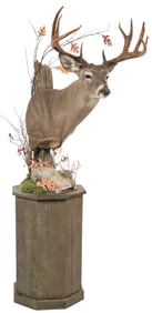 Whitetail Deer Shoulder Mount on Stand