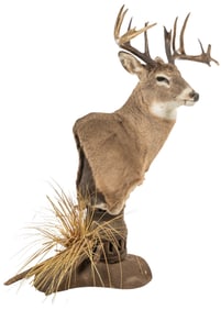 Whitetail Deer Shoulder Mount on Decorative Stand