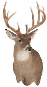 Whitetail Deer Shoulder Mount