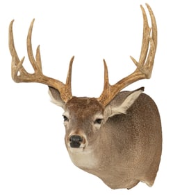 Whitetail Deer Shoulder Mount